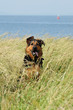 chien
