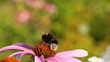 bee and flower