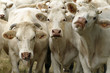 Vaches Vaches
