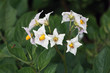 Flores de patata