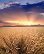 Crop field and sunset sky