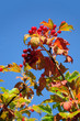 Beeren