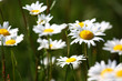 Chamomiles