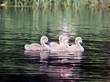 Swan baby
