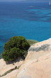 mare