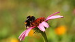 bee and flower