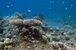 in underwater garden