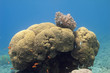 Brain coral
