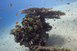 in underwater garden