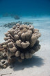 in underwater garden
