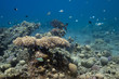 in underwater garden