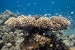 in underwater garden