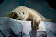 ours banquise polaire animal protéger blanc glace fonte ours banquise polaire animal protéger blanc glace fonte