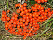 Red Autumn Berries