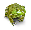 polluted environment green frog