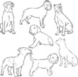 psy dogs