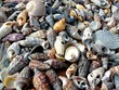 Coquillages