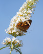 common buckeye butterfly feeds on a white butterfly bush