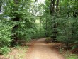 Waldweg
