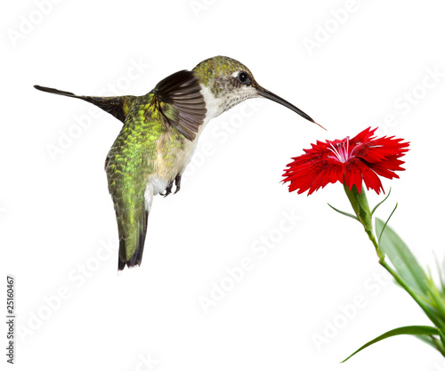 Photo: hummingbird floats over a red dianthus; white background hummingbird floats over a red dianthus; white background