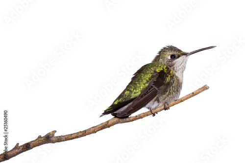 Photo: profile of a hummingbird perched on a branch; white background profile of a hummingbird perched on a branch; white background