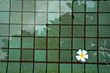 Flower on the pool
