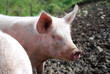 cochon