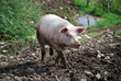 cochon 3