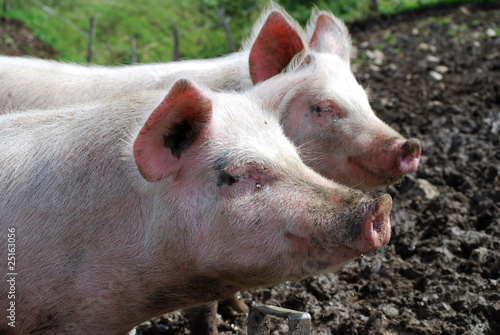 cochons