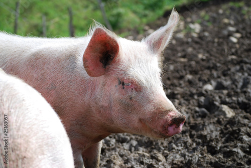 cochon