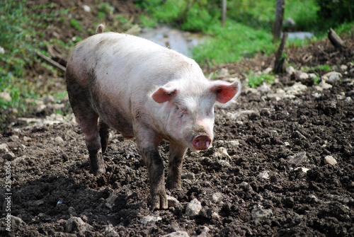 cochon 2