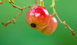 Red currants