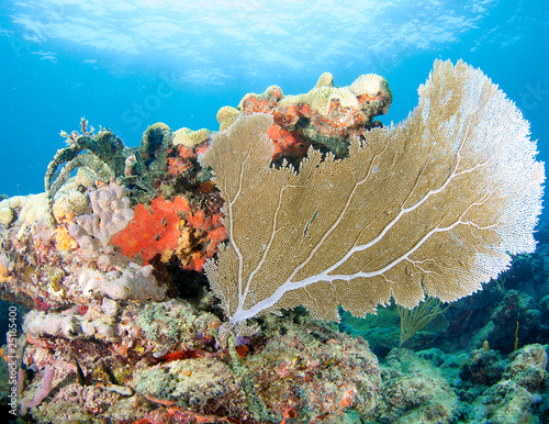 Photo: Sea Fan on a coral ledge in Broward County, Florida Sea Fan on a coral ledge in Broward County, Florida