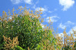 manguier en fleurs sur fond de ciel bleu