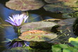 nénuphar