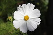 Fleur blanche
