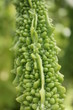 Légume étrange