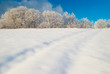 Winter icy forest Winter icy forest