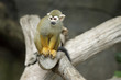 Squirrel monkey, Saimiri sciureus