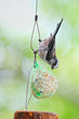 Fledgling long-tailed tit feeding on ball of fat