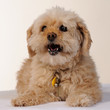 caniche