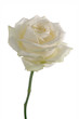 weiße Rose