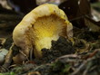 Chanterelle, girolle Chanterelle, girolle