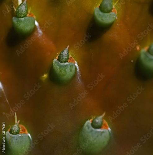 macro de cactus
