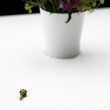 Schnecke und Topf
