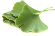 Several green fresh ginkgo biloba leaves on white background
