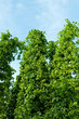 Detail eines Hopfenfeldes in der Hallertau