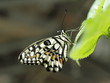 Mariposa en Paris