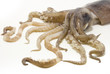 squid