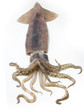 squid